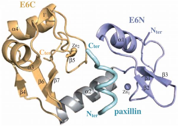 3D Structure of E6