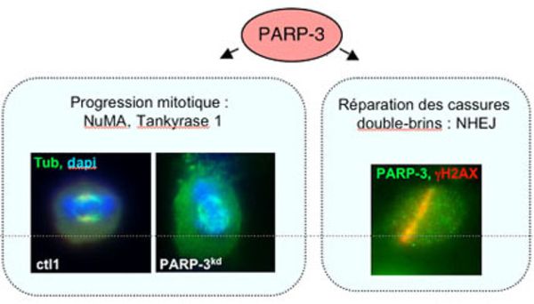 PARP3 and genome integrity